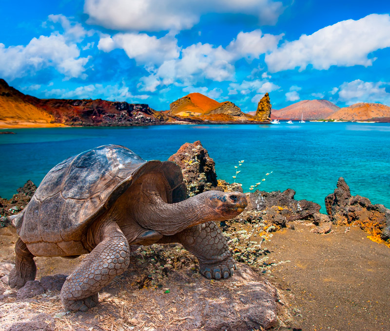 Tour Islas Galapagos, San Cristobal, Santa Cruz, Isabela, Floreana